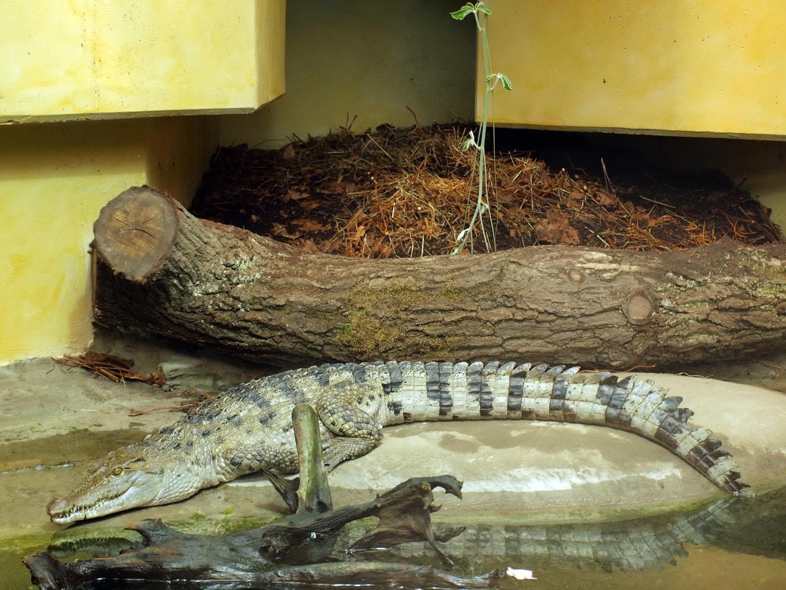 D. Karbe Philippine crocodile Cologne Zoo (4)